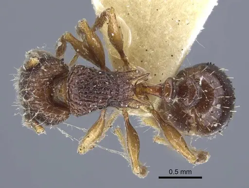 Tetramorium weitzeckeri specimen CASENT0917086 image casent0917086_1