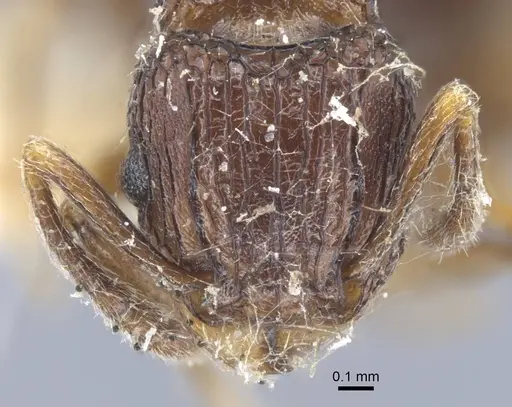 Tetramorium weitzeckeri specimen CASENT0917086 image casent0917086_2