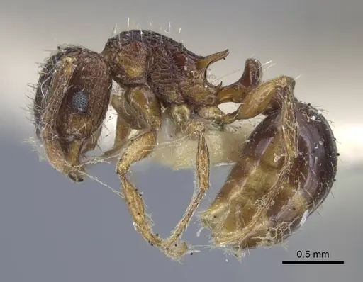 Tetramorium weitzeckeri specimen CASENT0917086 image casent0917086_3