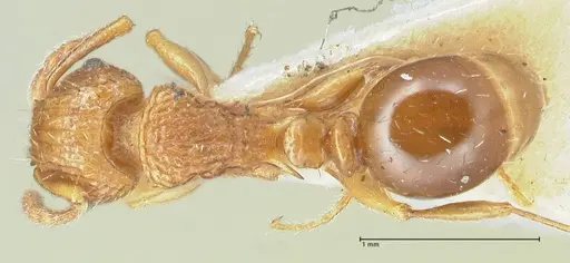 Tetramorium weitzeckeri specimen FOCOL2103 image focol2103_1