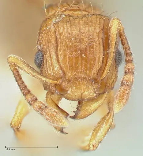 Tetramorium weitzeckeri specimen FOCOL2103 image focol2103_2