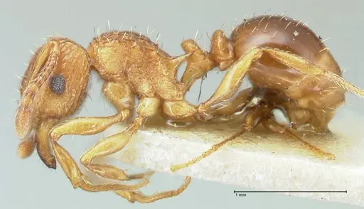 Tetramorium weitzeckeri specimen FOCOL2103 image focol2103_3