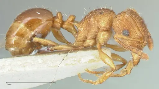 Tetramorium weitzeckeri specimen FOCOL2103 image focol2103_4