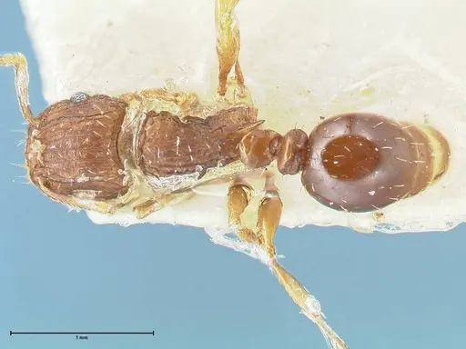 Tetramorium weitzeckeri specimen FOCOL2104 image focol2104_1