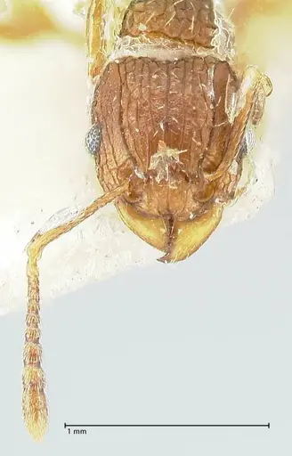 Tetramorium weitzeckeri specimen FOCOL2104 image focol2104_2
