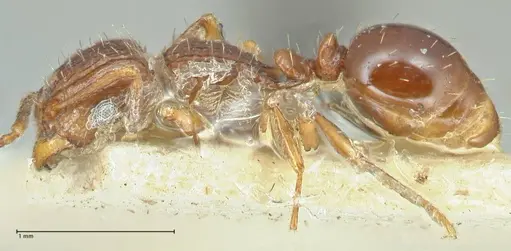 Tetramorium weitzeckeri specimen FOCOL2104 image focol2104_3