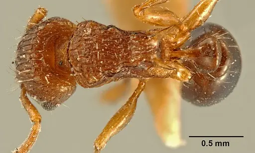 Tetramorium weitzeckeri specimen ZFMKHYM20096086 image zfmkhym20096086_1