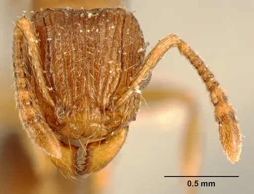 Tetramorium weitzeckeri specimen ZFMKHYM20096086 image zfmkhym20096086_2