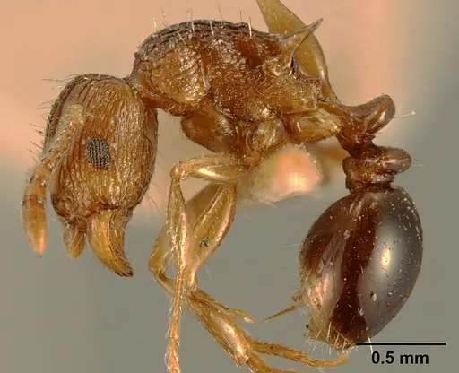 Tetramorium weitzeckeri specimen ZFMKHYM20096086 image zfmkhym20096086_3