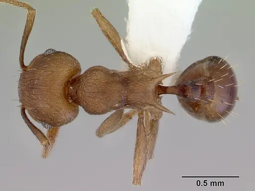 Tetramorium wroughtonii specimen CASENT0172463 image casent0172463_1