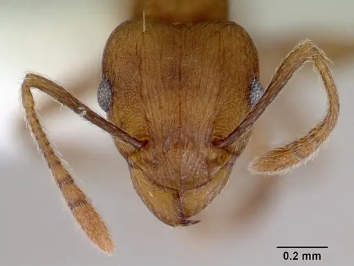 Tetramorium wroughtonii specimen CASENT0172463 image casent0172463_2