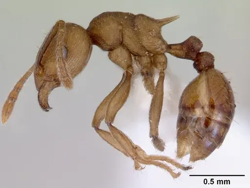 Tetramorium wroughtonii specimen CASENT0172463 image casent0172463_3