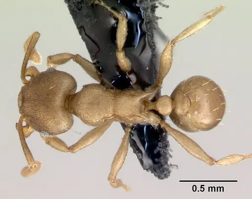 Tetramorium wroughtonii specimen CASENT0179659 image casent0179659_1