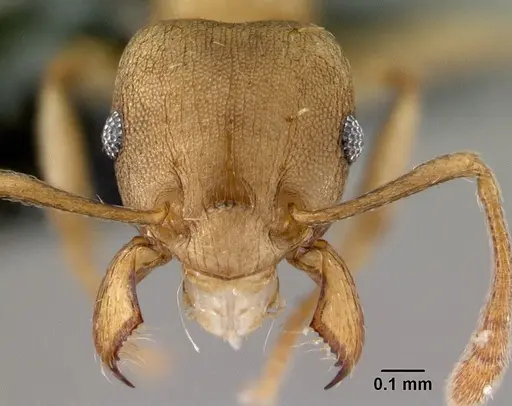 Tetramorium wroughtonii specimen CASENT0179659 image casent0179659_2