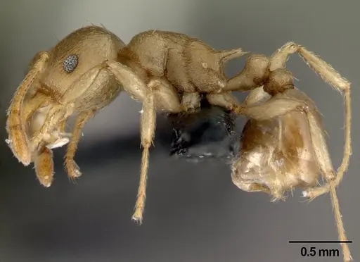 Tetramorium wroughtonii specimen CASENT0179659 image casent0179659_3