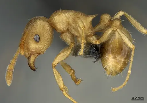 Tetramorium wroughtonii specimen CASENT0202144 image casent0202144_1