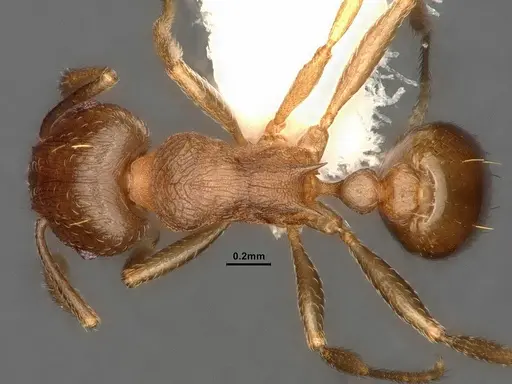 Tetramorium wroughtonii specimen CASENT0884334 image casent0884334_1