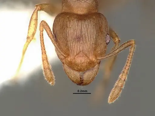 Tetramorium wroughtonii specimen CASENT0884334 image casent0884334_2