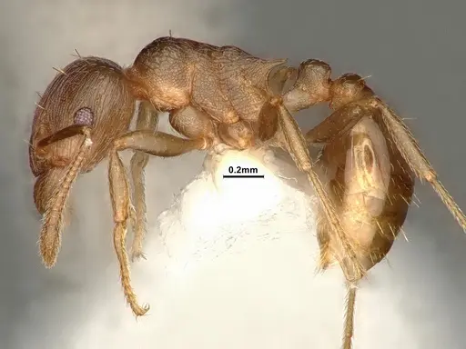 Tetramorium wroughtonii specimen CASENT0884334 image casent0884334_3