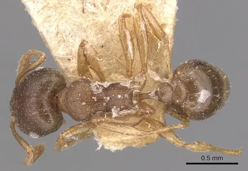 Tetramorium wroughtonii specimen CASENT0904860 image casent0904860_1