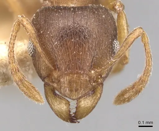 Tetramorium wroughtonii specimen CASENT0904860 image casent0904860_2