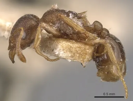 Tetramorium wroughtonii specimen CASENT0904860 image casent0904860_3