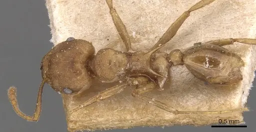 Tetramorium wroughtonii specimen CASENT0904861 image casent0904861_1