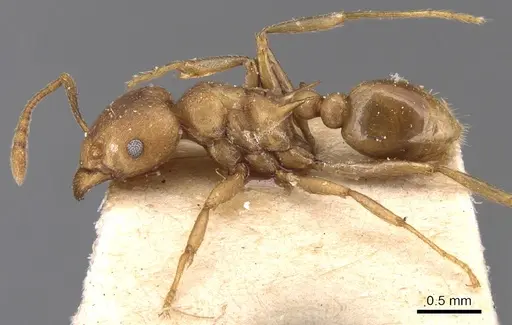 Tetramorium wroughtonii specimen CASENT0904861 image casent0904861_3