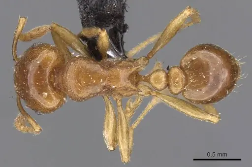 Tetramorium wroughtonii specimen CASENT0909204 image casent0909204_1