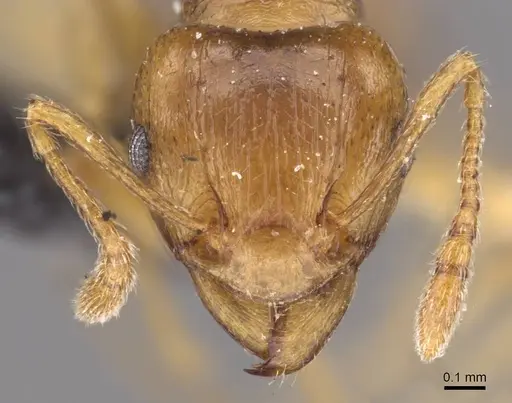 Tetramorium wroughtonii specimen CASENT0909204 image casent0909204_2
