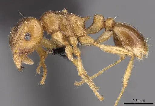 Tetramorium wroughtonii specimen CASENT0909204 image casent0909204_3