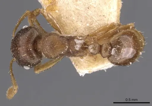Tetramorium wroughtonii specimen CASENT0909205 image casent0909205_1