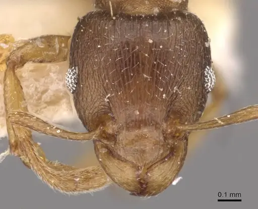 Tetramorium wroughtonii specimen CASENT0909205 image casent0909205_2