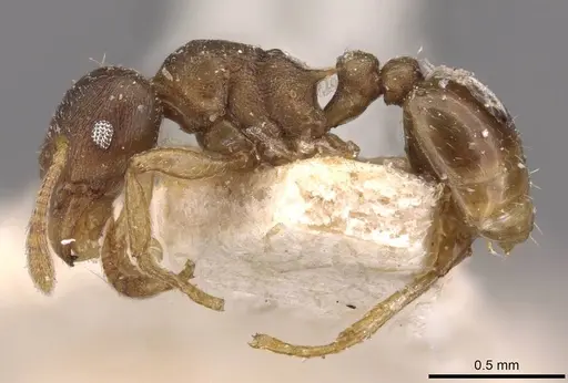 Tetramorium wroughtonii specimen CASENT0909205 image casent0909205_3