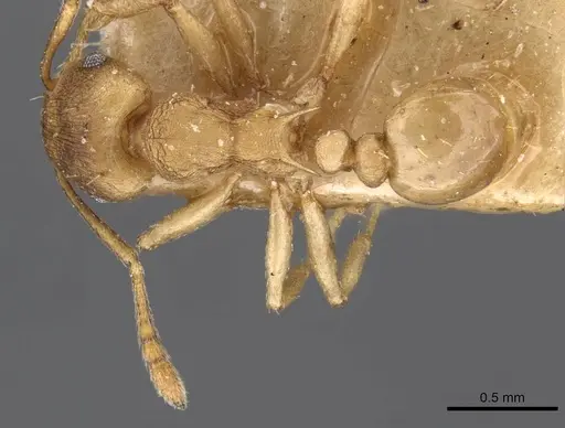 Tetramorium wroughtonii specimen CASENT0909206 image casent0909206_1
