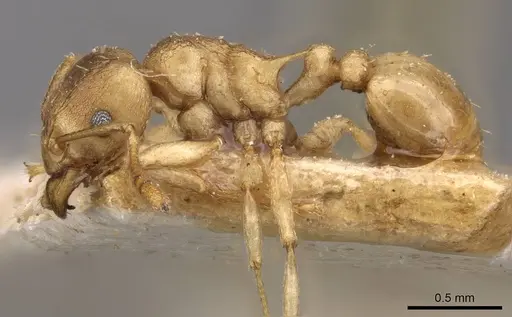 Tetramorium wroughtonii specimen CASENT0909206 image casent0909206_3