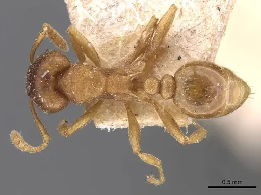 Tetramorium wroughtonii specimen CASENT0909207 image casent0909207_1