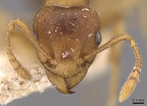 Tetramorium wroughtonii specimen CASENT0909207 image casent0909207_2