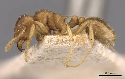 Tetramorium wroughtonii specimen CASENT0909207 image casent0909207_3