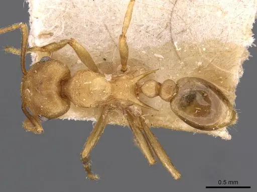 Tetramorium wroughtonii specimen CASENT0909208 image casent0909208_1