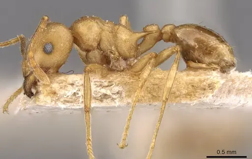 Tetramorium wroughtonii specimen CASENT0909208 image casent0909208_3