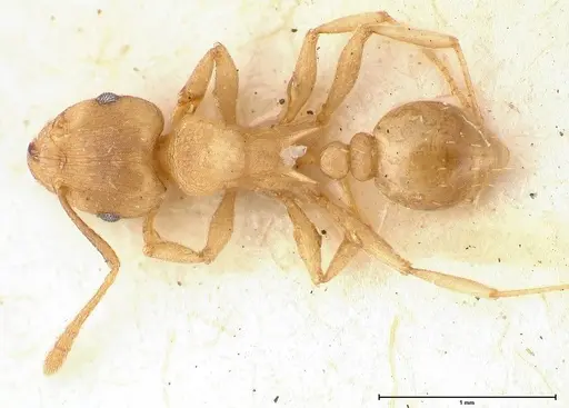 Tetramorium wroughtonii specimen FOCOL0427 image focol0427_1