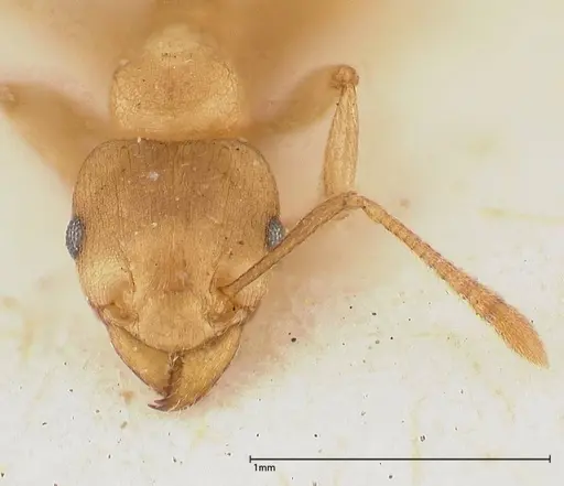 Tetramorium wroughtonii specimen FOCOL0427 image focol0427_2