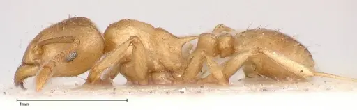 Tetramorium wroughtonii specimen FOCOL0427 image focol0427_3