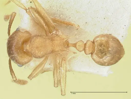 Tetramorium wroughtonii specimen FOCOL2101 image focol2101_1