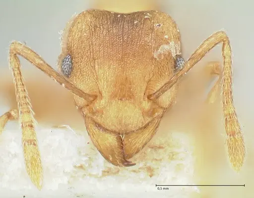 Tetramorium wroughtonii specimen FOCOL2101 image focol2101_2