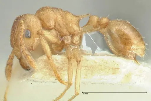 Tetramorium wroughtonii specimen FOCOL2101 image focol2101_3