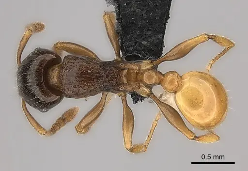 Tetramorium xanthogaster specimen CASENT0006330 image casent0006330_1