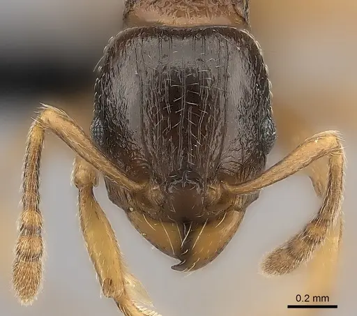Tetramorium xanthogaster specimen CASENT0006330 image casent0006330_2