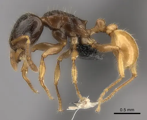 Tetramorium xanthogaster specimen CASENT0006330 image casent0006330_3